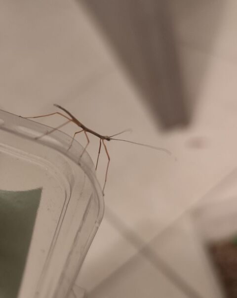 Phasmes marmessoidea sp "cat tien" 2 euros l' unit&eacute; L1 2 13690 Graveson