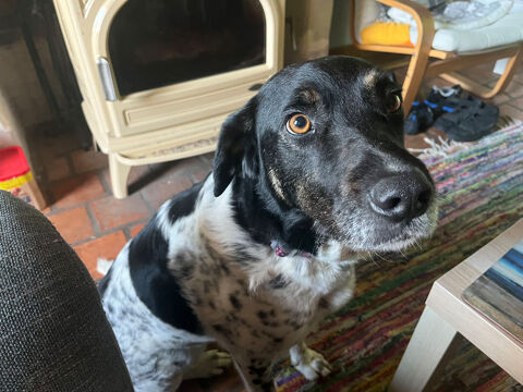 Tyssie chienne crois&eacute;e de 2 ans 280 49400 Bagneux