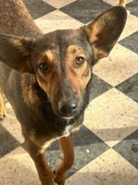   STITCH est à l'adoption et attend de trouver sa famille pour la vie pour la rejoindre en France 💙 