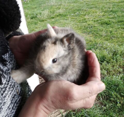 Lapereaux nains 
20 15130 Ytrac