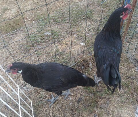 Poule 30 81370 Saint-sulpice