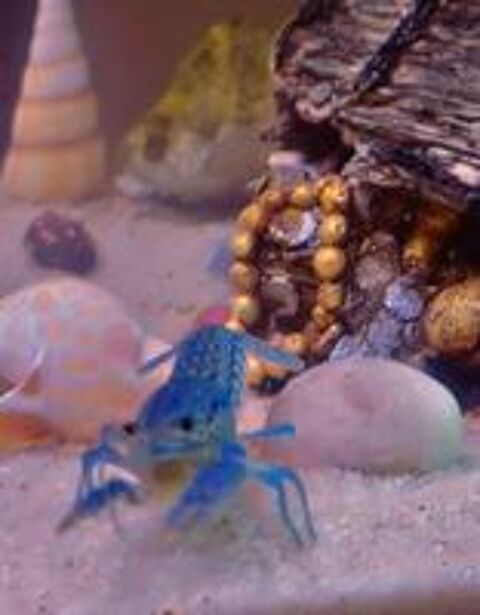   ? Écrevisses bleues d'aquarium 