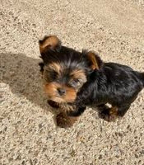   5 FEMELLES YORKSHIRE DISPONIBLE 