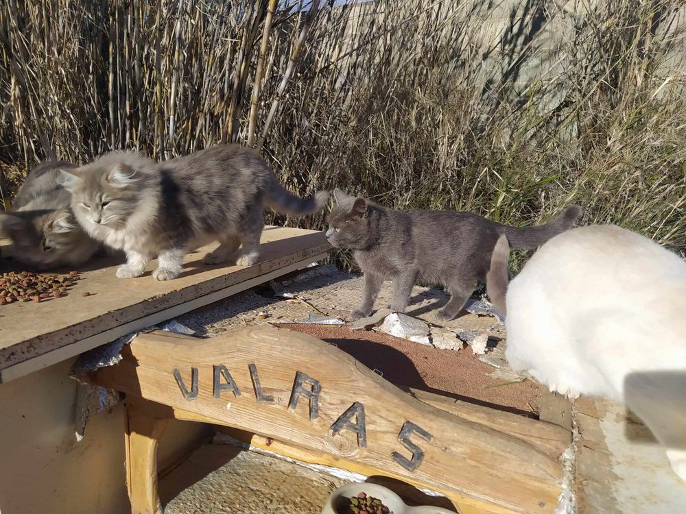   Chats à adopter 