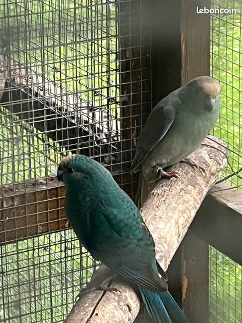 kakariki 60 18150 Cuffy