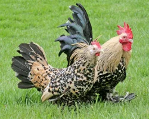  Poules sabelpoot,idée cadeau anniversaire, fêtes des mères. 34 77540 Courpalay