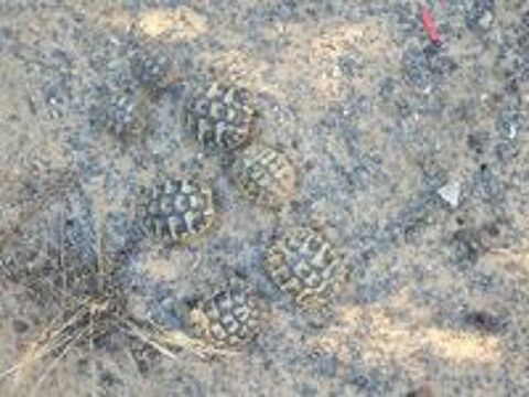   Tortue de terre Hermann et grecques  