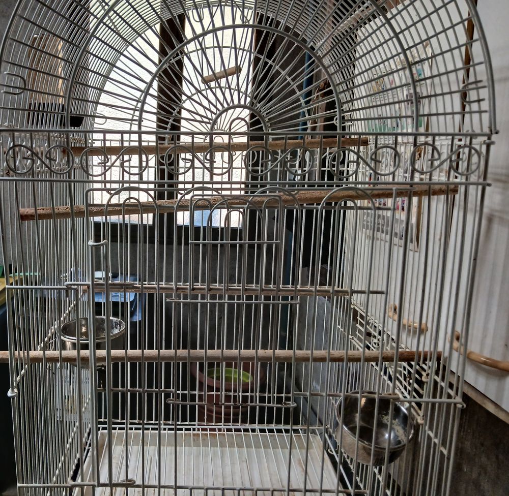   cage oiseaux  
