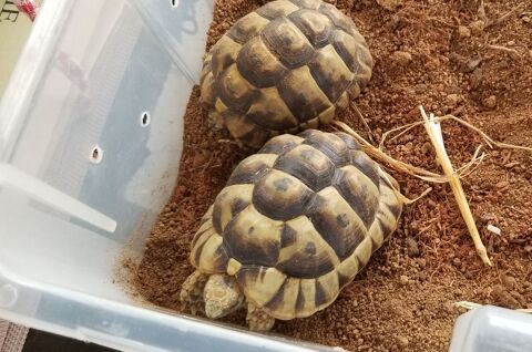 tortues Graeca 70 86330 Saint-jean-de-sauves