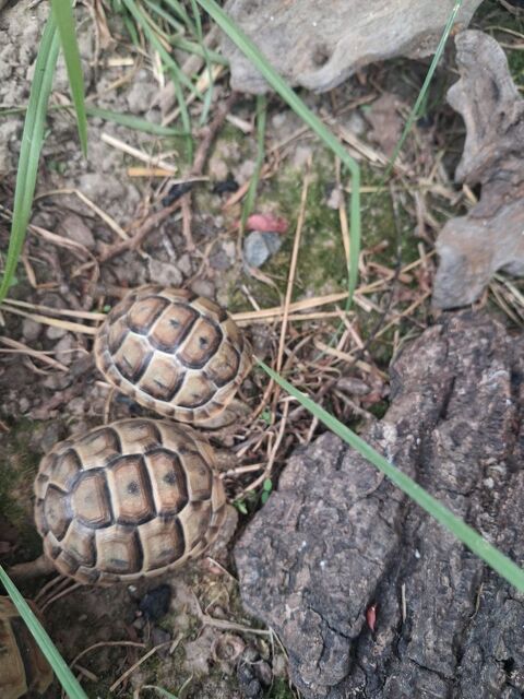 Tortues juveniles 65 64600 Anglet