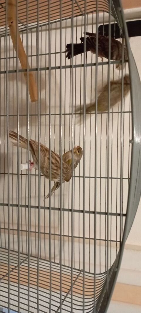 Canaris 30 94600 Choisy-le-roi