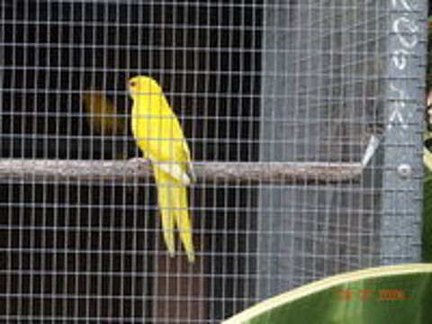   Kakariki  