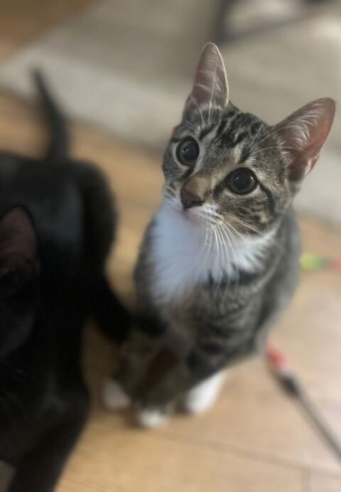 Shoopi, 4 mois,cherche de bons adoptants 150 95390 Saint-prix