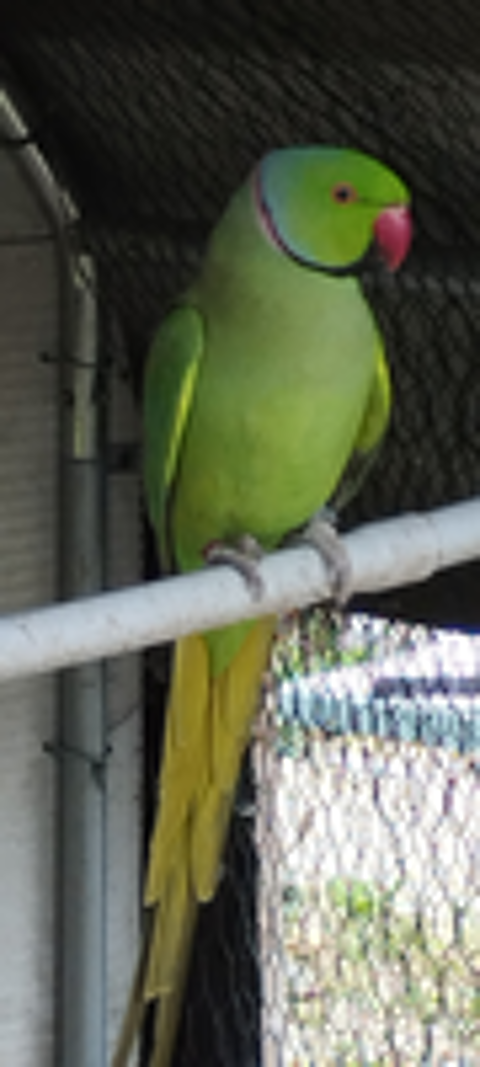   Perruche  collier Vert reproducteur
