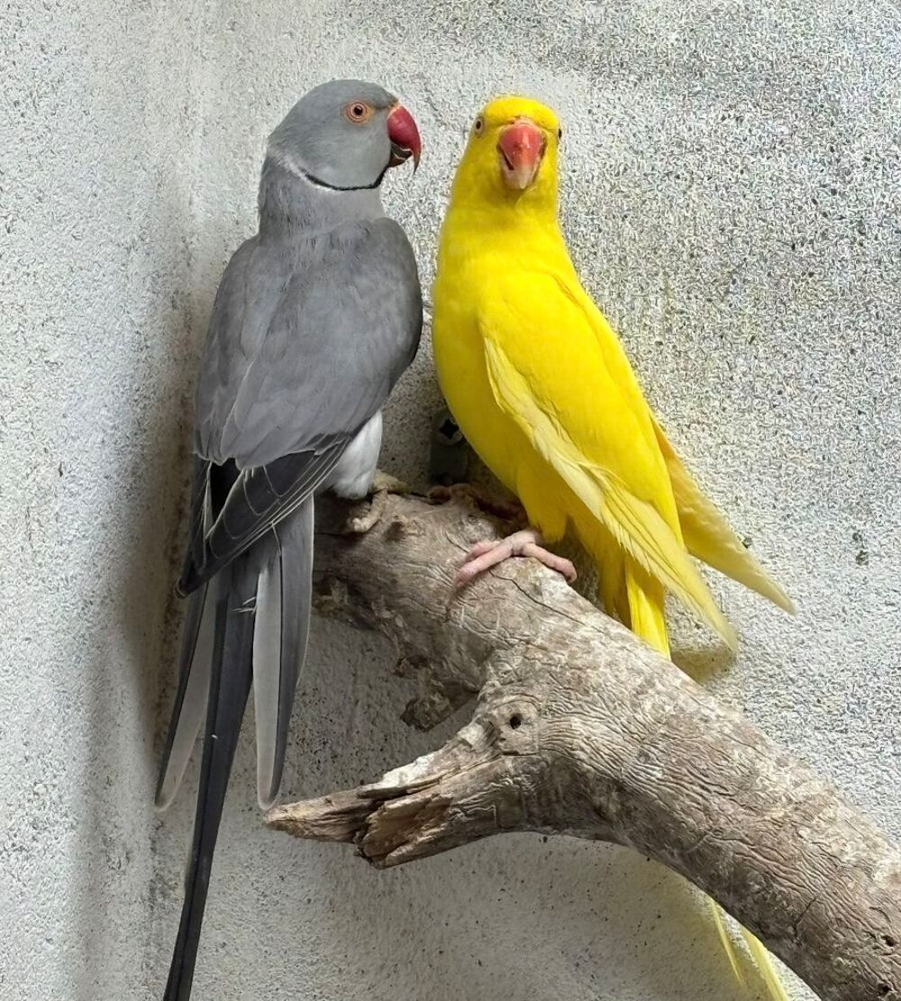   Perruche à collier  