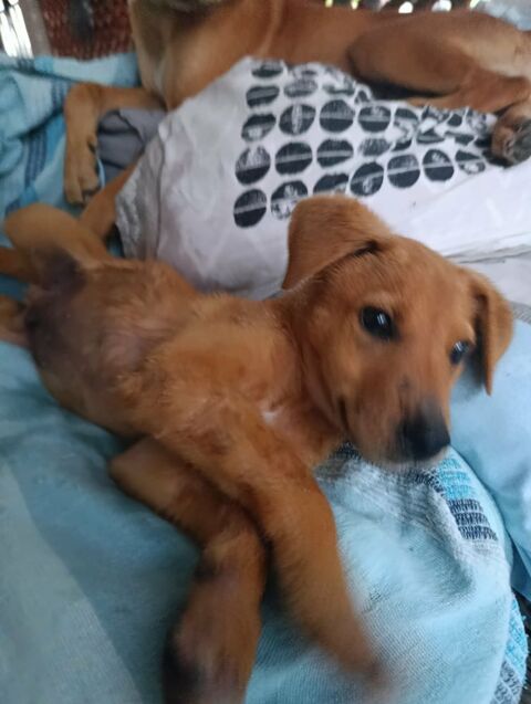 Milo le beau 300 80130 Friville-escarbotin