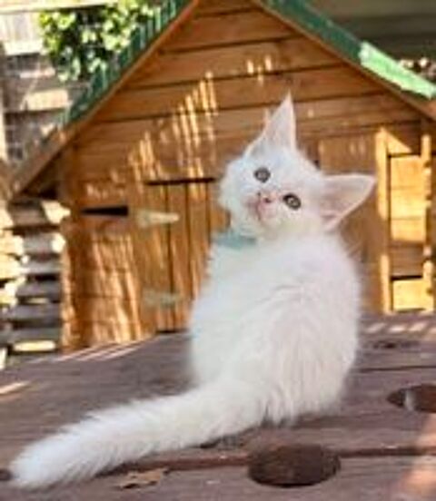   Magnifique chaton Maine Coon mà ¢le blanc LOOF 