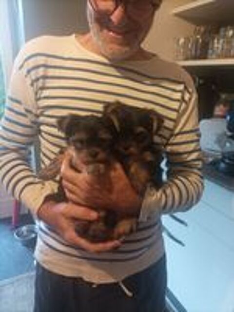   Chiots Yorkshire terrier  