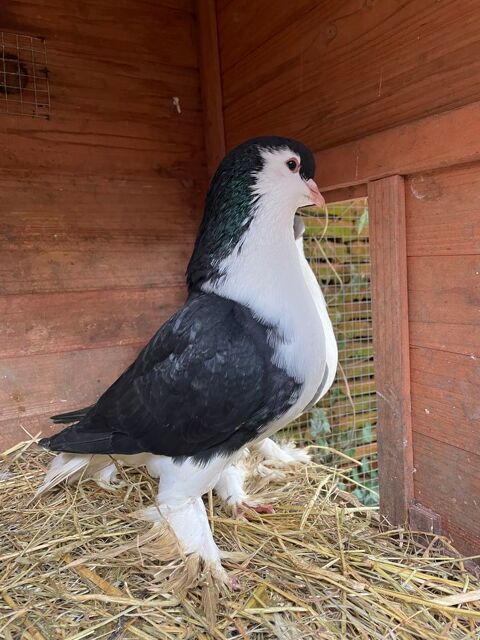PIGEON capucin et lahore 1 54000 Nancy