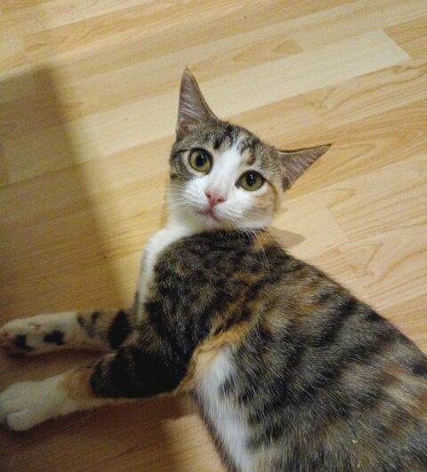 GALA 230 27620 Gasny