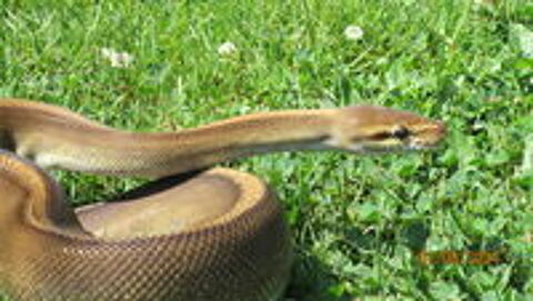   serpent python  