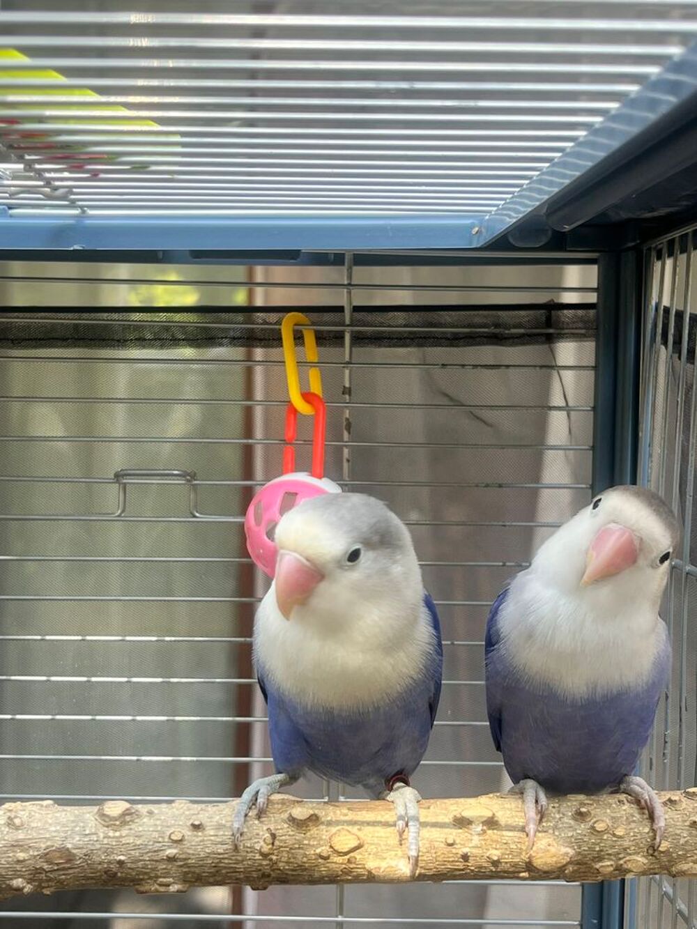  couple d'inséparables 
