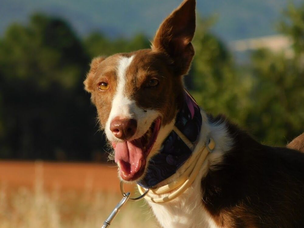   SIVER 6 ans, podenco adorable et affectueux 