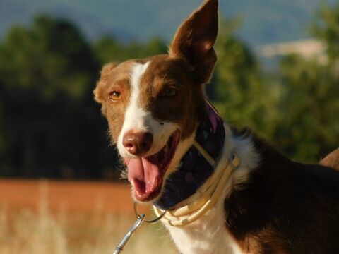 SIVER 6 ans, podenco adorable et affectueux 315 24140 Douville