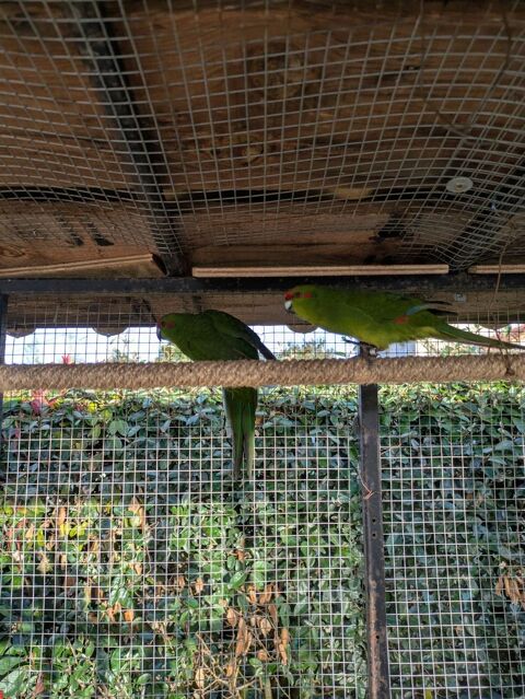 kakariki mâles et femelle de 2025 30 + mandarins mâles 8 30 85310 La chaize-le-vicomte