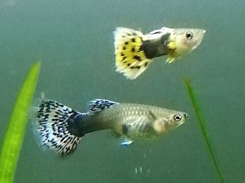 Guppys Endler et autres 2 92800 Puteaux