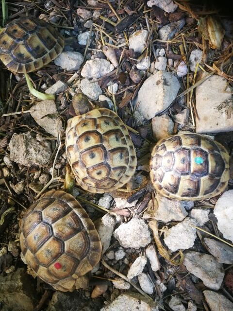 Bb tortues 50 30000 Nmes