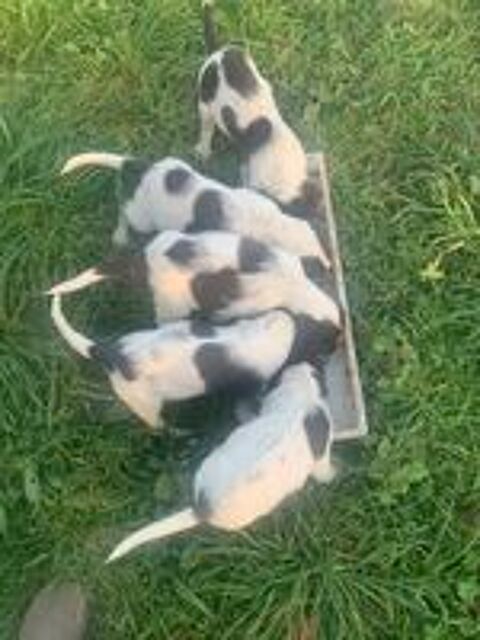   Chiots Epagneul Français 