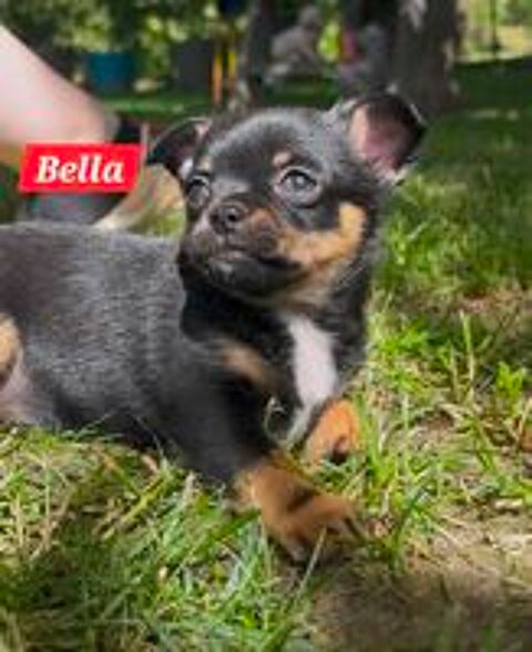   Chiots chihuahuas  