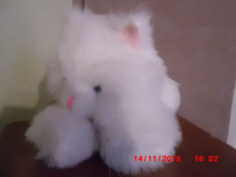 CHAT BLANC CP 15 Oignies (62)