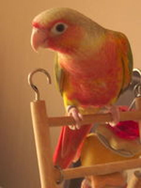   CONURE PYRRHURA MOLINAE  
