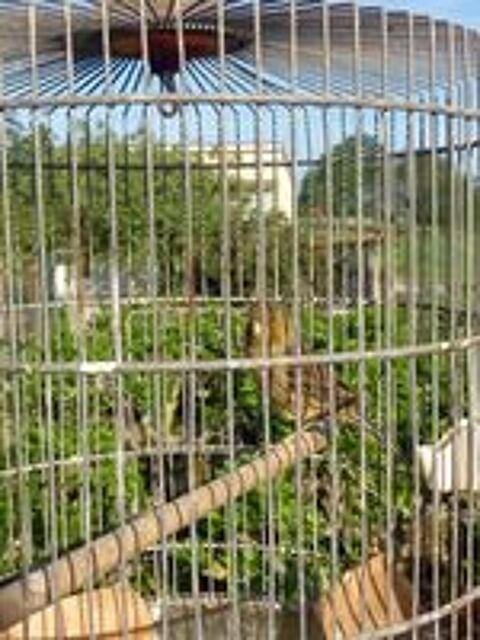   FEMELLE CANARI  
