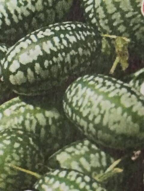 Concombres à confire (Melothria scabra) 1.5 Manom (57)