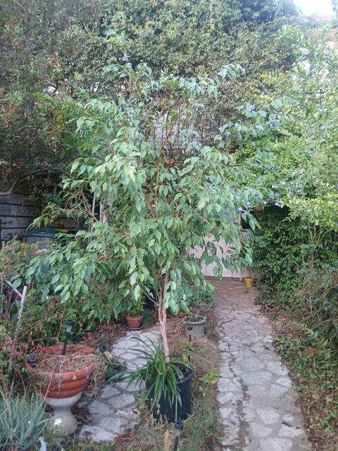 Grande plantes vertes Brunoy (91)