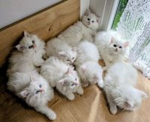   Magnifiques chatons type British Longhair disponibles  