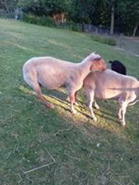   Mouton rouge de l'ouest de 6 ans  cause consanguinité  
