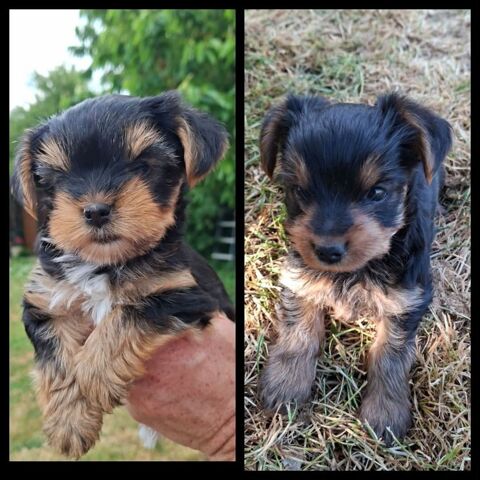 Chiots Yorkshire terrier &agrave; r&eacute;server 850 86240 Fontaine-le-comte