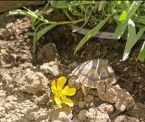   Tortue de terre  