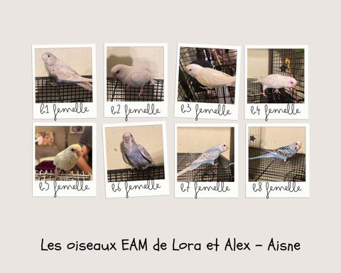 Perruches ondulées EAM 2025 50 02700 Tergnier