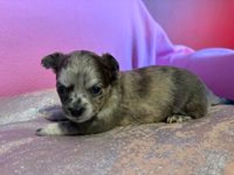   Chiot chihuahua poils court  