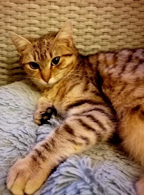 Pop Corn chatte tigrée 6 mois A ADOPTER 120 11000 Carcassonne