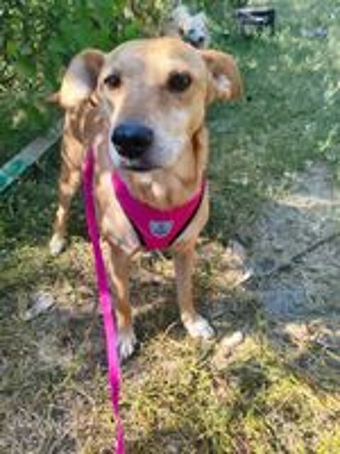   A L'ADOPTION POLYA 