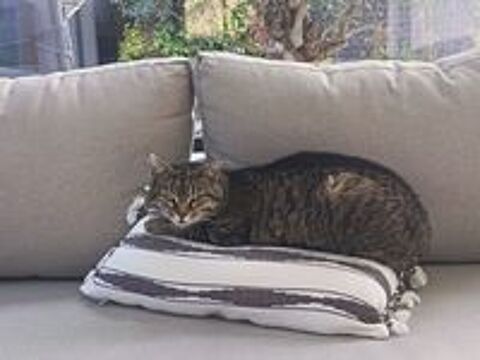   DONNE CHAT ADULTE  