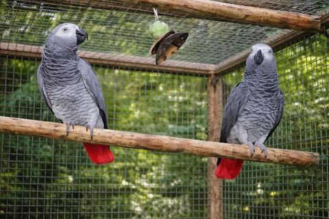 recherche couple de perroquet reproducteur ou sauvage 0 40000 Mont-de-marsan