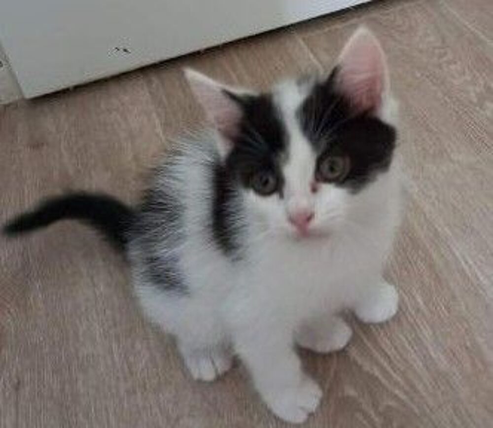   MOCHI CHATON DE 2 MOIS 