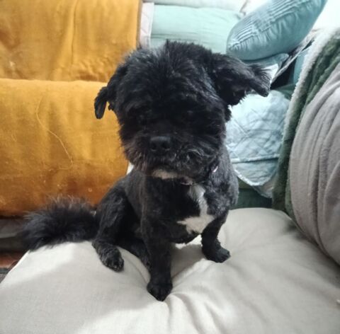 PISTON 💙adorable petit Shih Tzu senior  6,8 kg 195 24140 Douville
